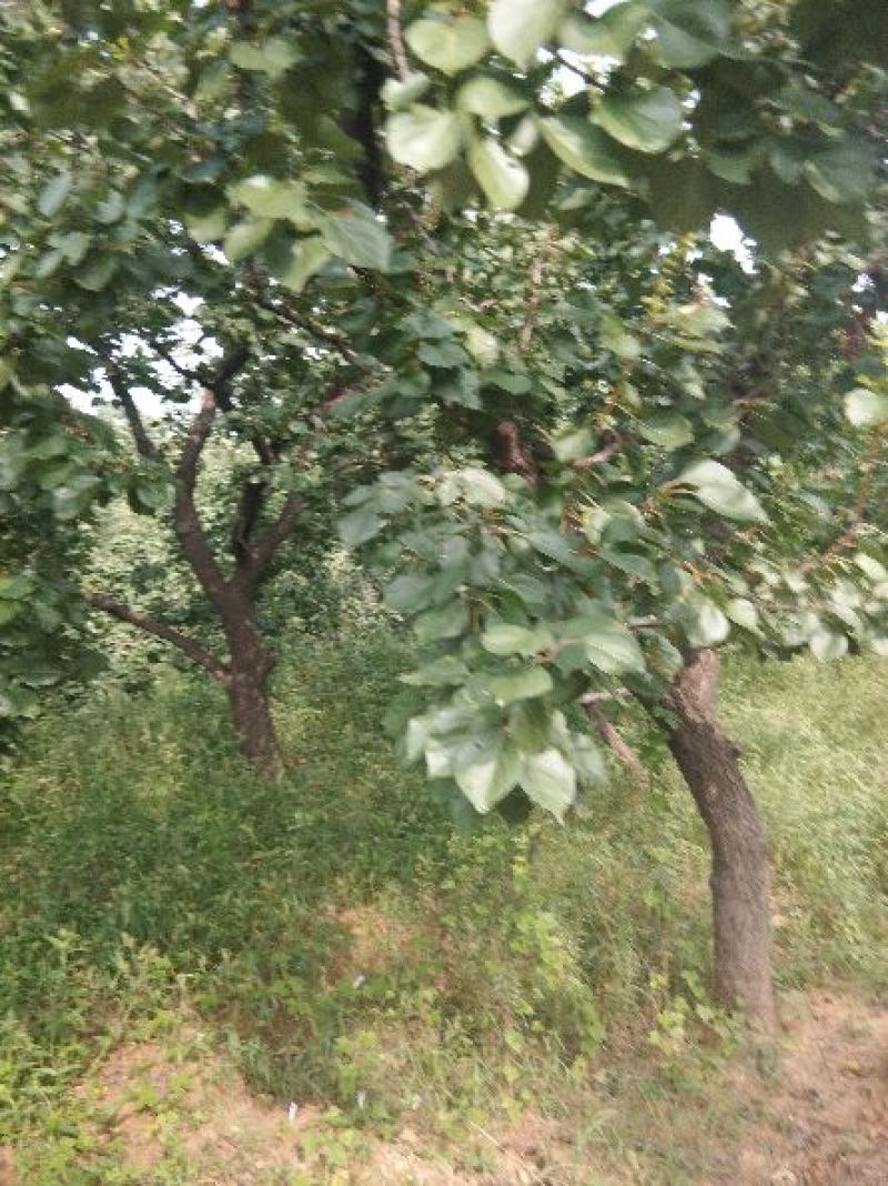 自己植杏树20至30公分枝叶茂密冠幅