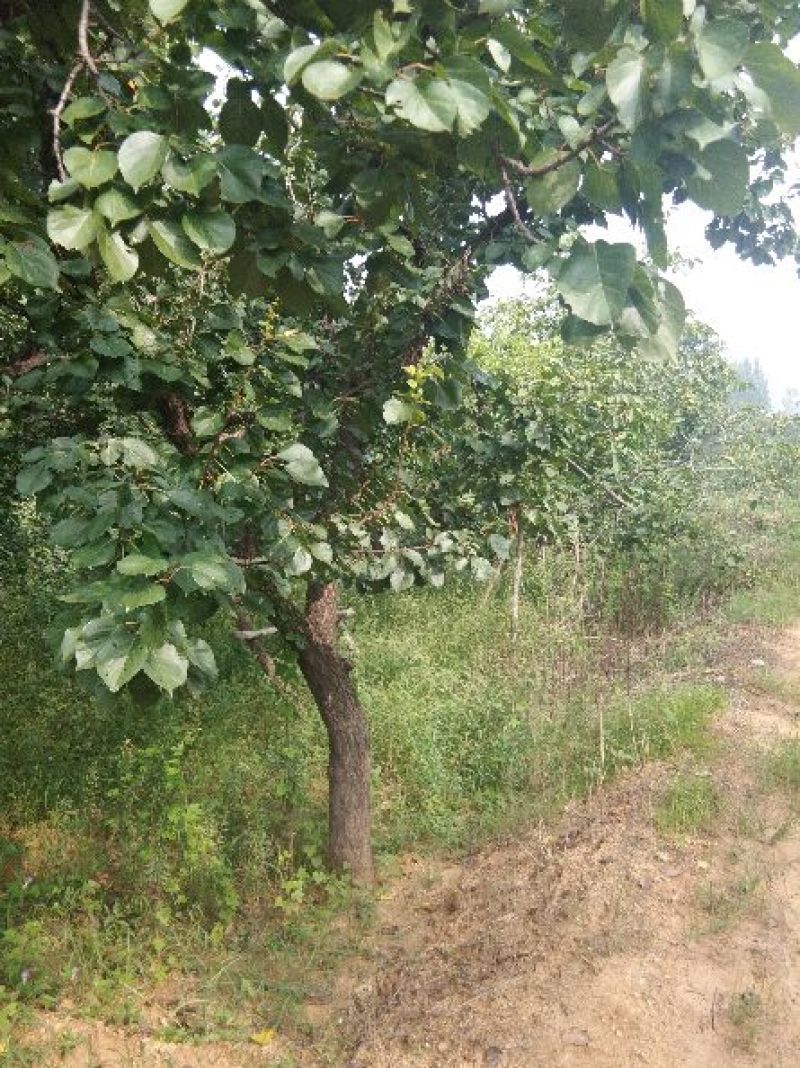 自己植杏树20至30公分枝叶茂密冠幅