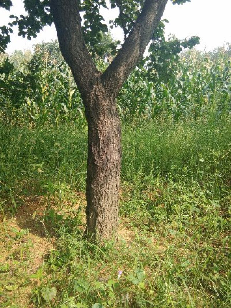 自己植杏树20至30公分枝叶茂密冠幅
