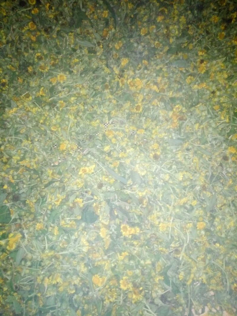 野菊花