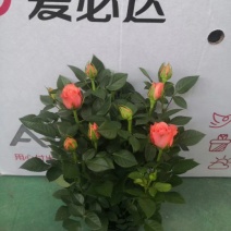 爱必达玫瑰