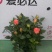爱必达玫瑰
