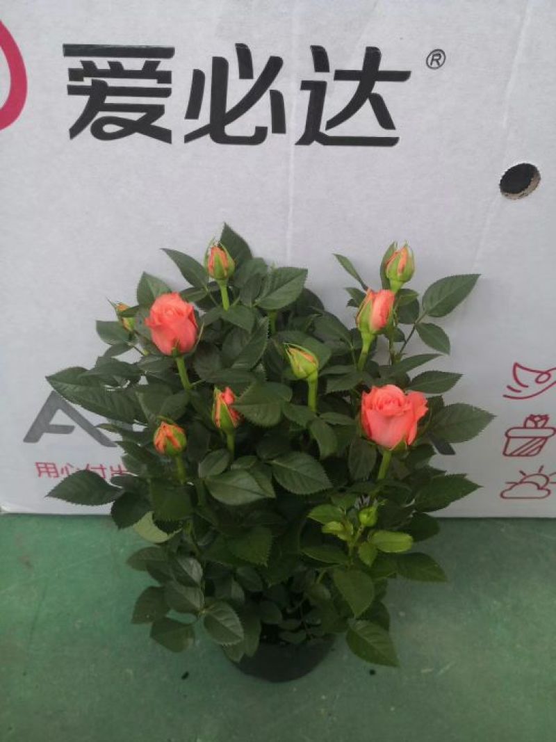 爱必达玫瑰