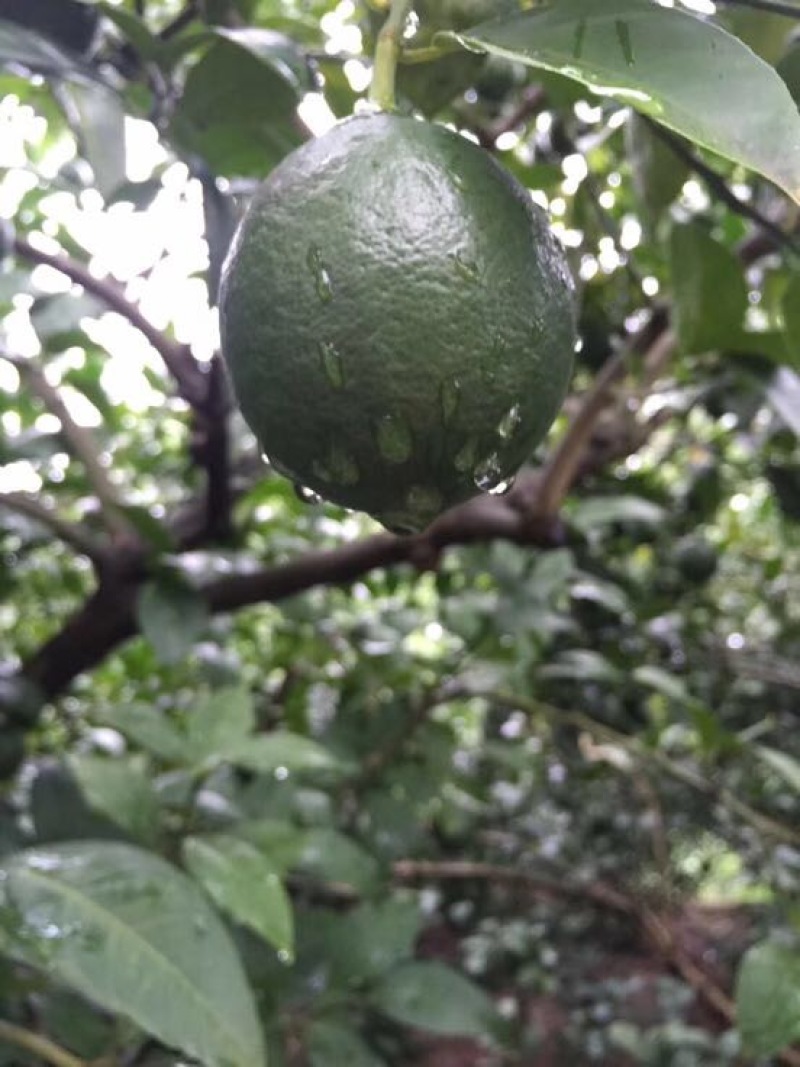 柠檬2~2.6两