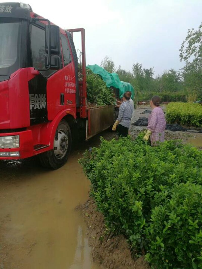 卫矛大量卫矛给你批发价！河北省保定市苗木花卉批发