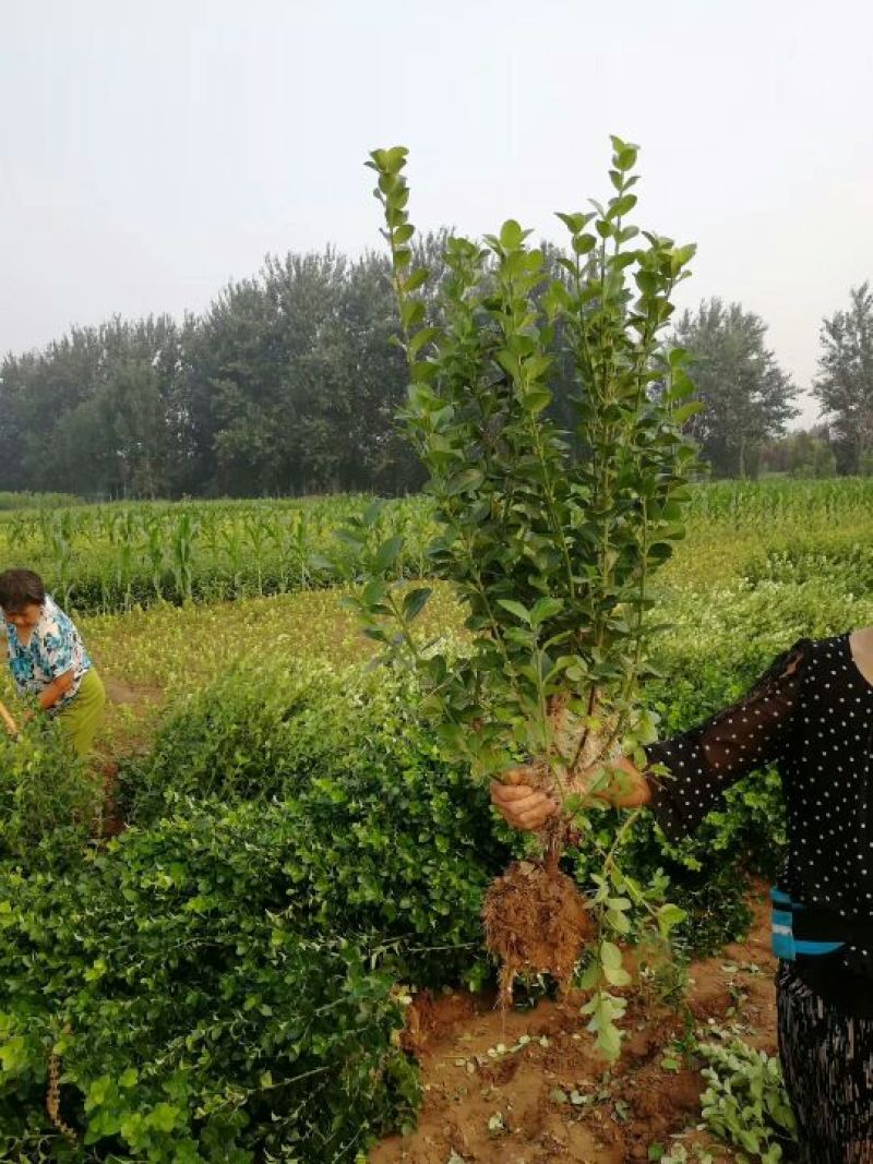 卫矛大量卫矛给你批发价！河北省保定市苗木花卉批发