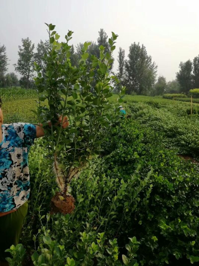 卫矛大量卫矛给你批发价！河北省保定市苗木花卉批发