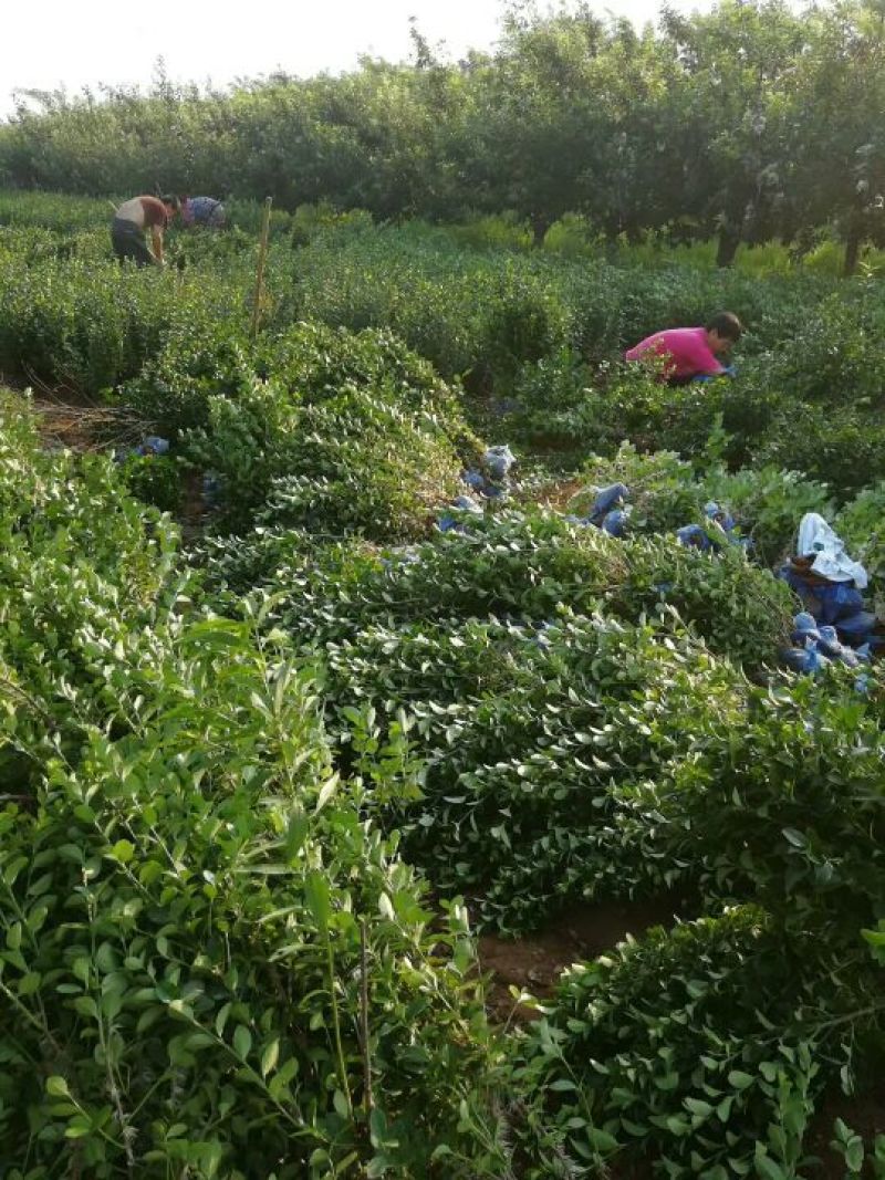卫矛大量卫矛给你批发价！河北省保定市苗木花卉批发