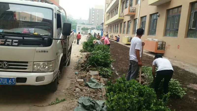 卫矛大量卫矛给你批发价！河北省保定市苗木花卉批发