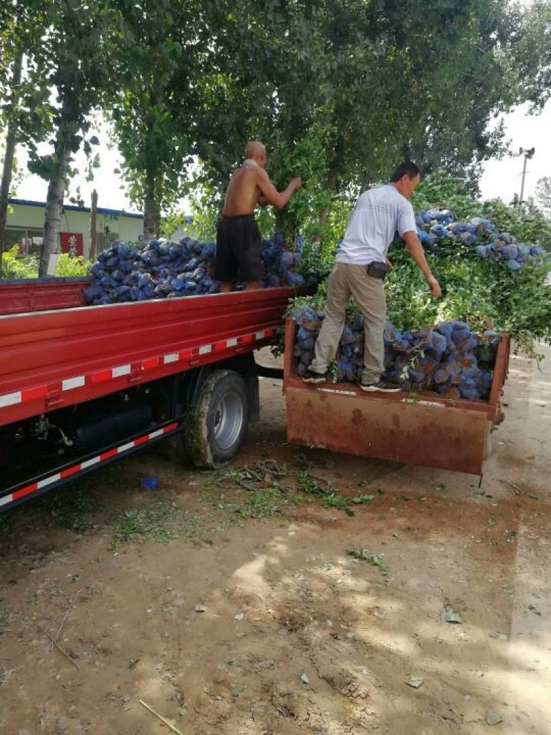 卫矛大量卫矛给你批发价！河北省保定市苗木花卉批发