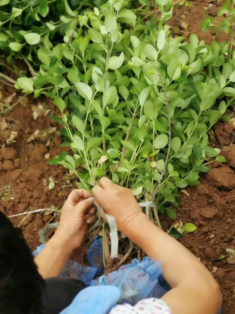 卫矛大量卫矛给你批发价！河北省保定市苗木花卉批发
