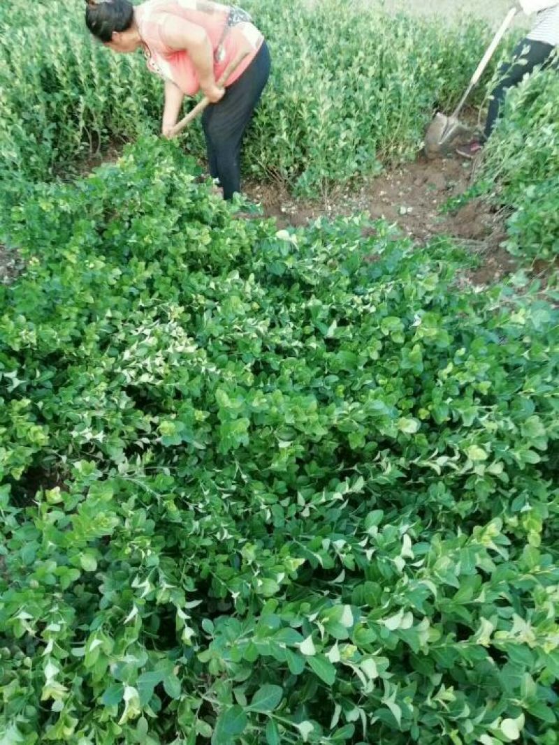 卫矛大量卫矛给你批发价！河北省保定市苗木花卉批发