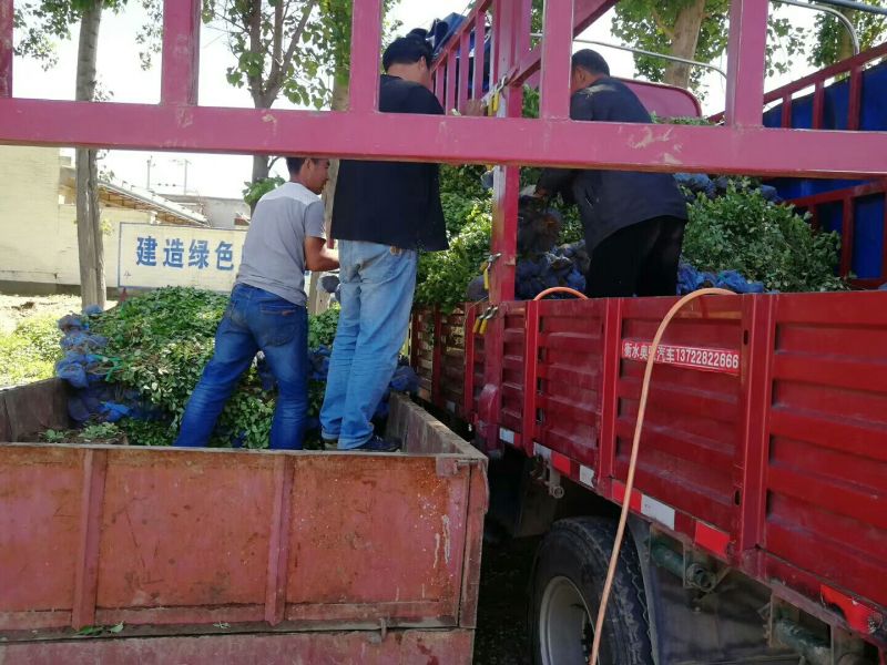 卫矛大量卫矛给你批发价！河北省保定市苗木花卉批发