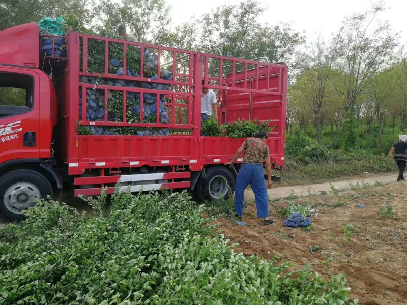 卫矛大量卫矛给你批发价！河北省保定市苗木花卉批发