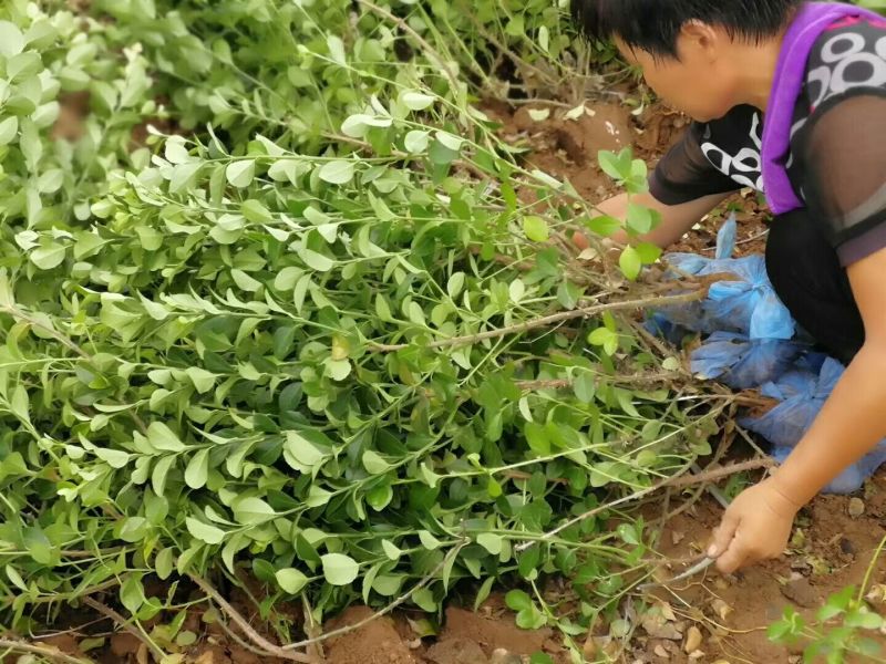 卫矛大量卫矛给你批发价！河北省保定市苗木花卉批发