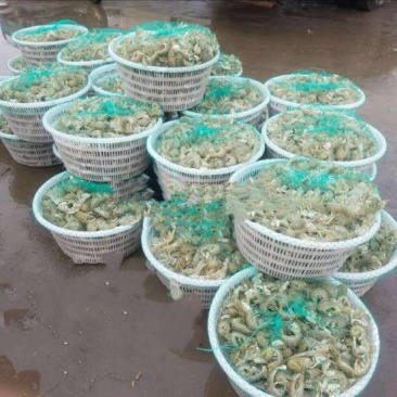 皮皮虾活虾