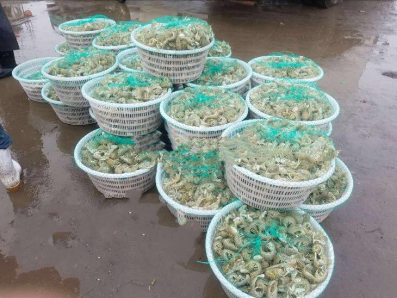 皮皮虾活虾