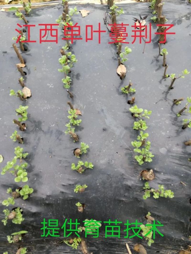 江西单叶蔓荆子枝条提供技术包回收