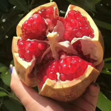 突尼斯软子石榴