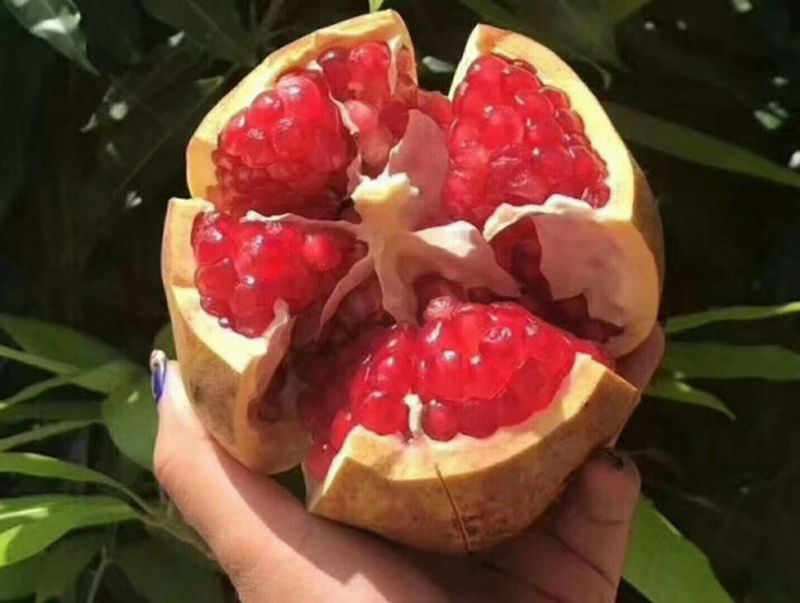 突尼斯软子石榴