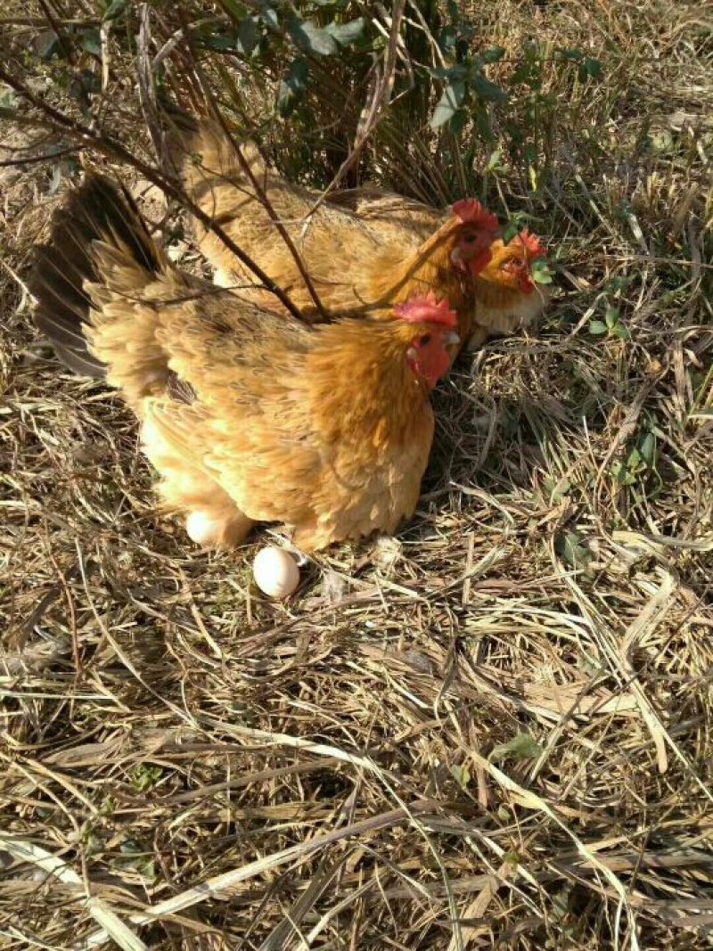 散养土鸡蛋
