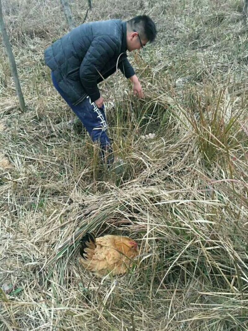 散养土鸡蛋