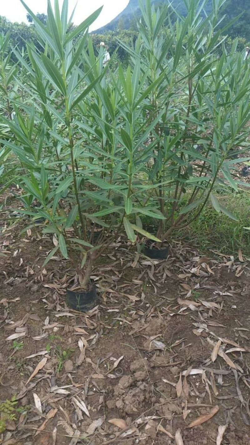 夹竹桃