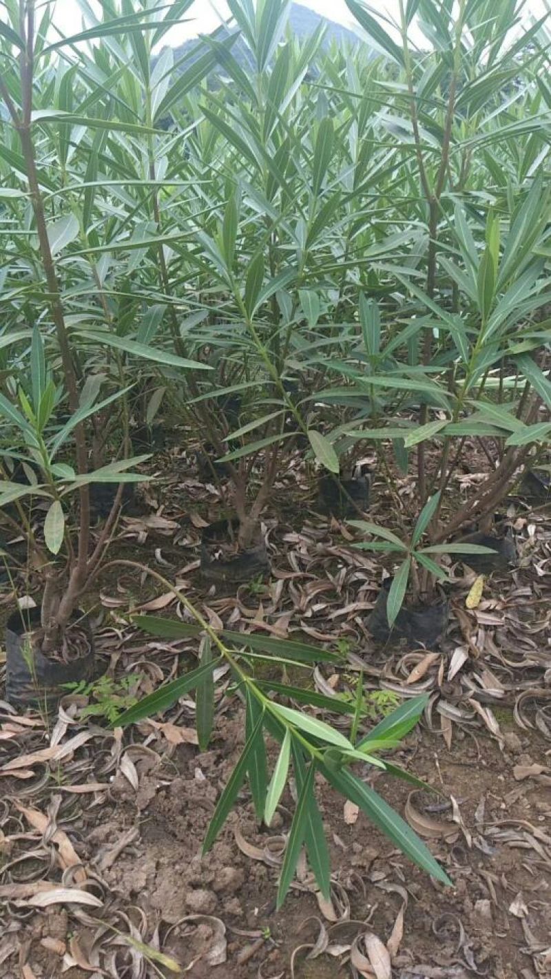 夹竹桃