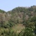 山枫香树风景树10~30cm