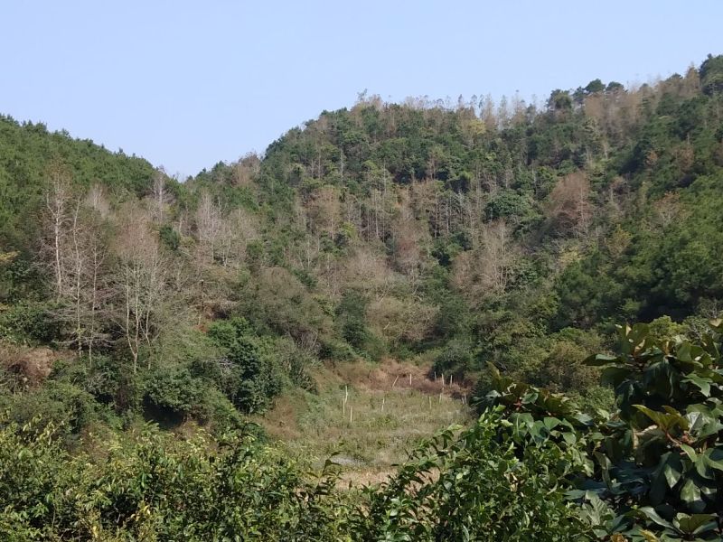 山枫香树风景树10~30cm
