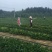 基地直销天仙醉久香草莓苗红颜奶油草莓苗穴盘苗种苗草莓种植