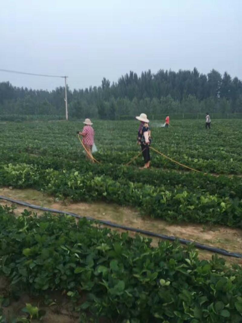 基地直销天仙醉久香草莓苗红颜奶油草莓苗穴盘苗种苗草莓种植