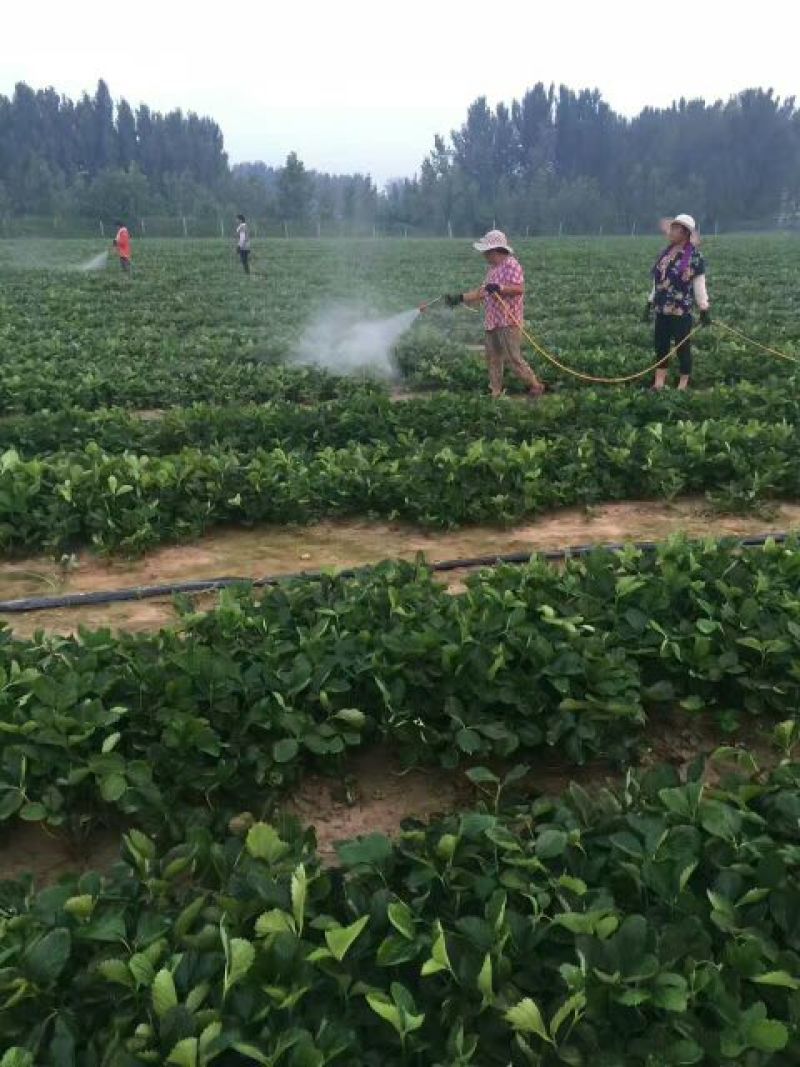 基地直销天仙醉久香草莓苗红颜奶油草莓苗穴盘苗种苗草莓种植