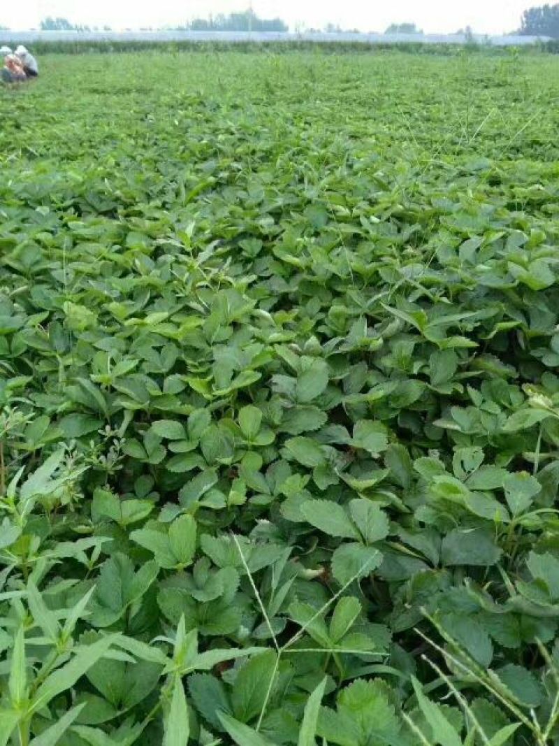 基地直销天仙醉久香草莓苗红颜奶油草莓苗穴盘苗种苗草莓种植