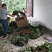 基地直销天仙醉久香草莓苗红颜奶油草莓苗穴盘苗种苗草莓种植