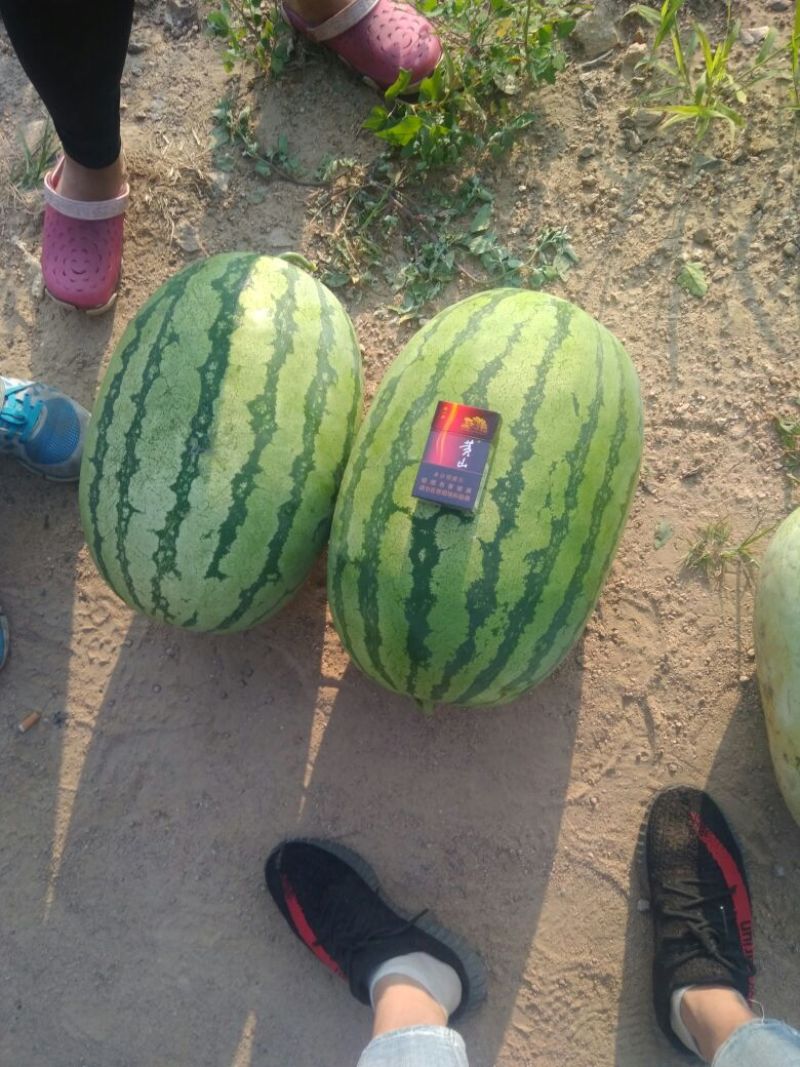 内蒙古沙漠西瓜大量上市