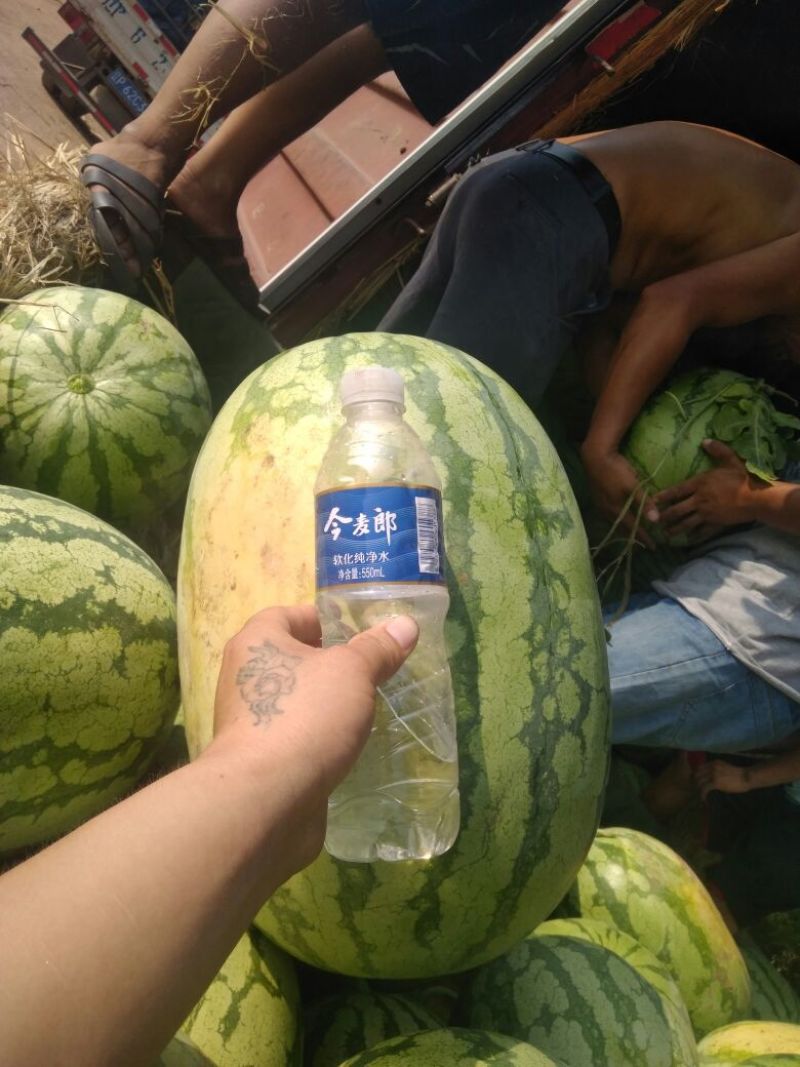 内蒙古沙漠西瓜大量上市