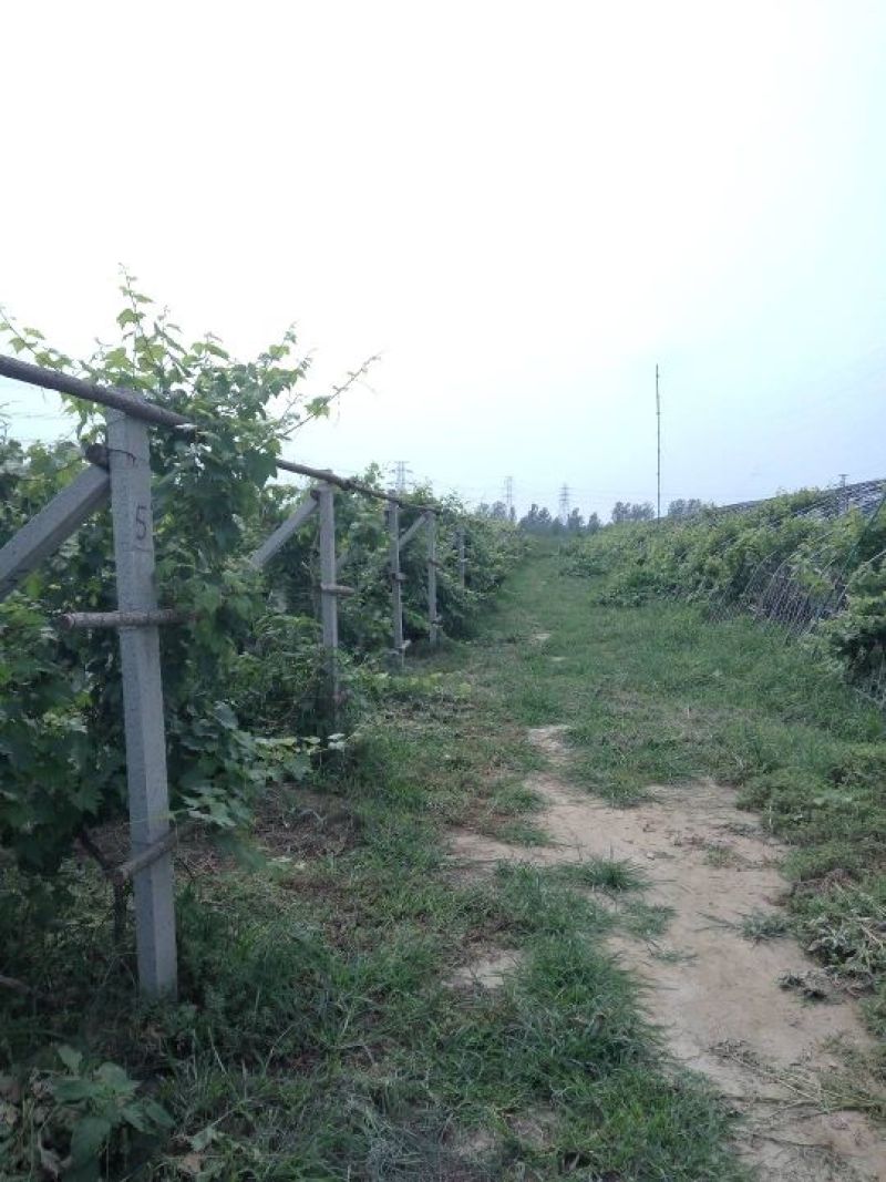出售各种葡萄苗2-4年当年挂果