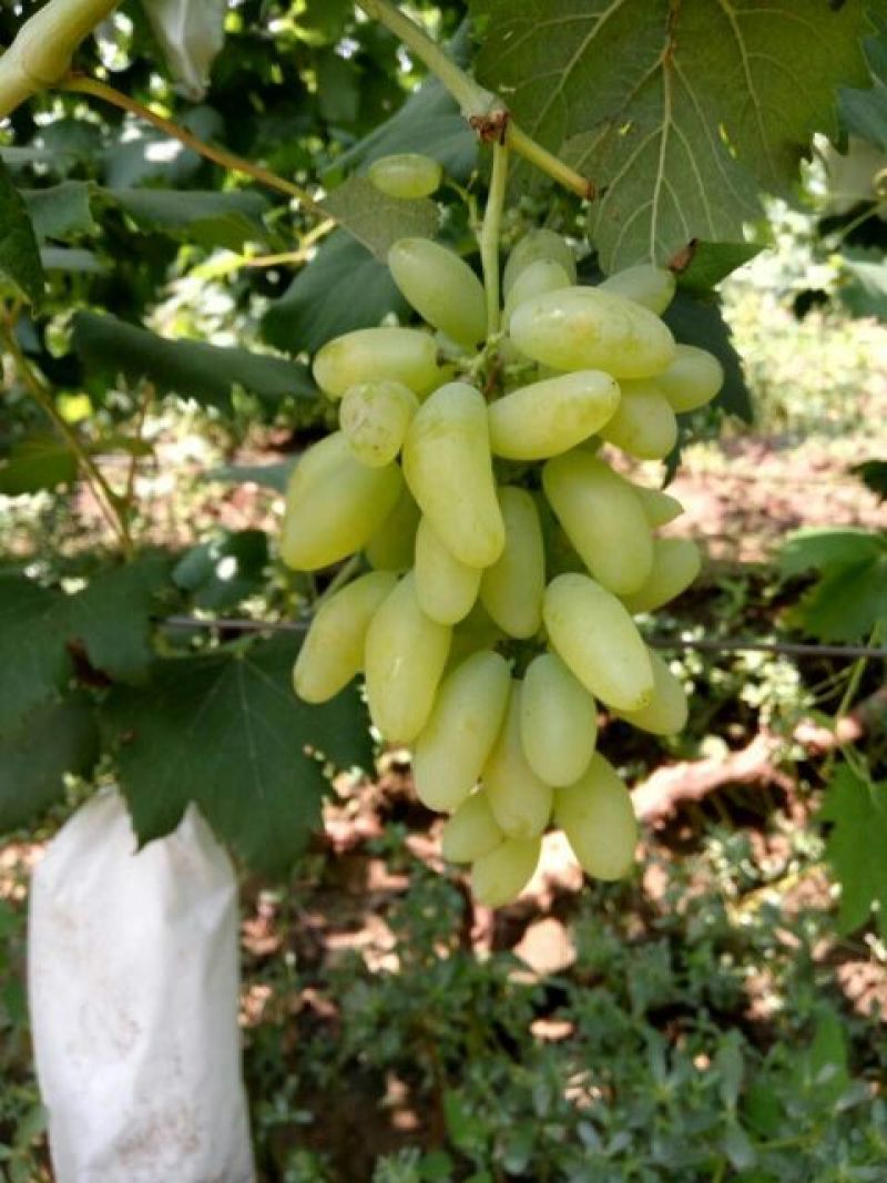 出售各种葡萄苗2-4年当年挂果