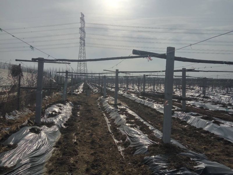 出售各种葡萄苗2-4年当年挂果