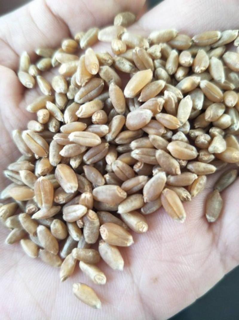 大量供应内蒙古呼伦贝尔白小麦，红小麦..........