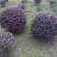 红花继木球40-220cm冠，密实球精修