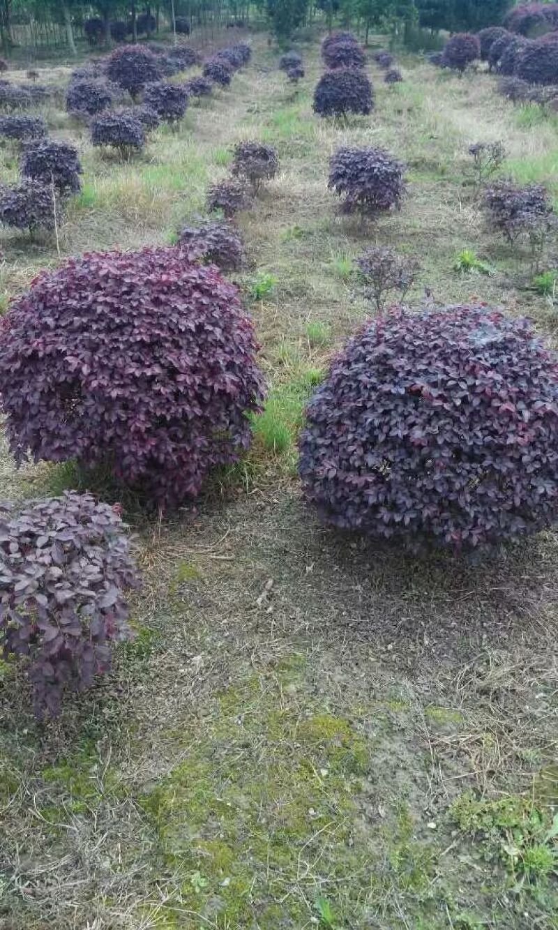 红花继木球40-220cm冠，密实球精修