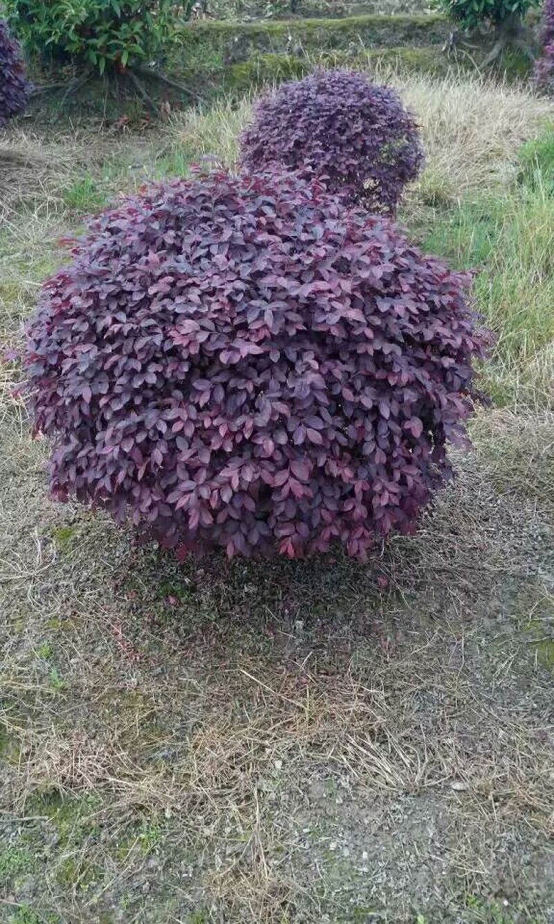 红花继木球40-220cm冠，密实球精修
