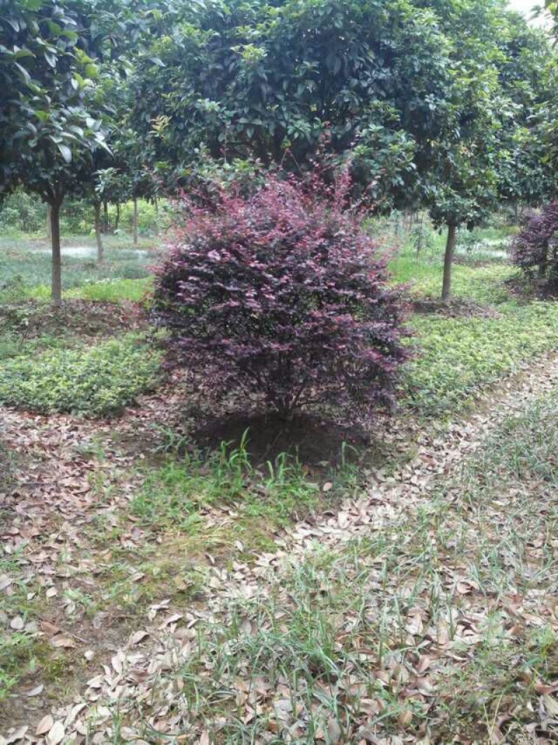 红花继木球40-220cm冠，密实球精修