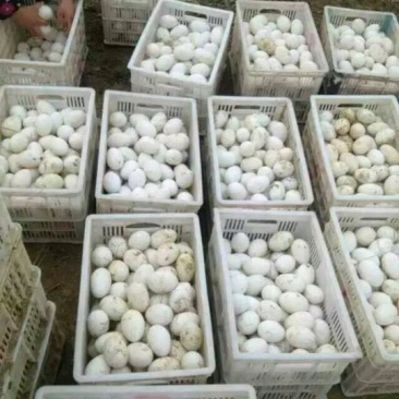 销售鹅苗，三花鹅苗，狮头鹅苗