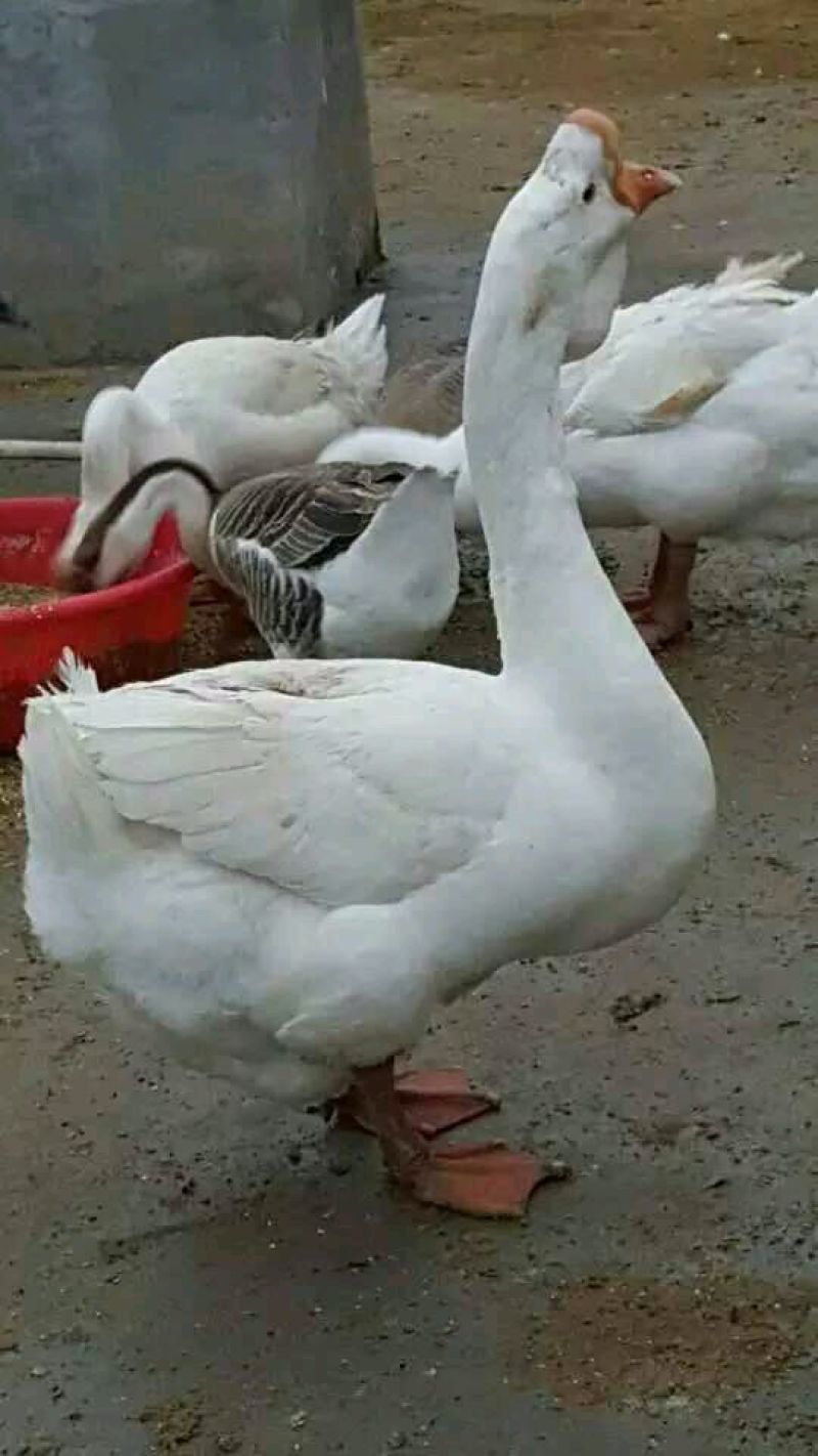 销售鹅苗，三花鹅苗，狮头鹅苗