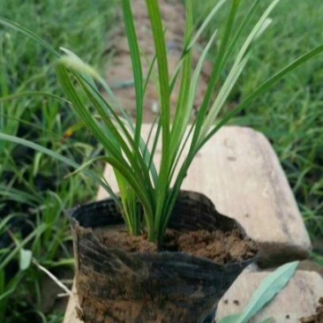 麦冬草小叶麦冬苗基地直销量大从优