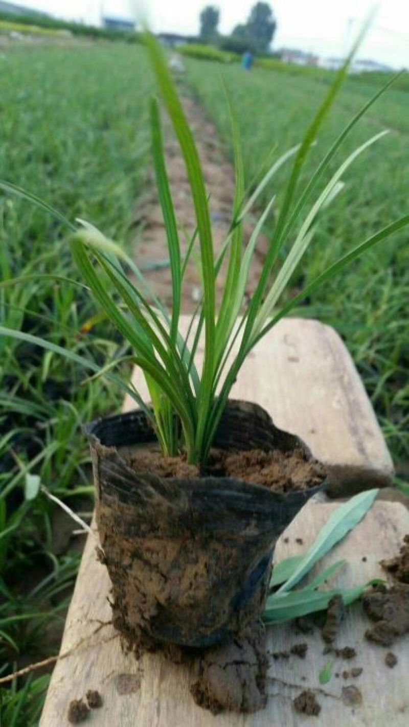 麦冬草小叶麦冬苗基地直销量大从优