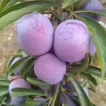脆红李